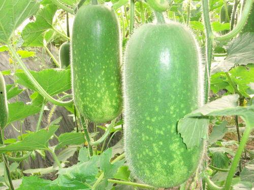 628吃瓜网,网络舆论场的新势力崛起